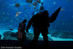 Big Daddy Cosplay Stomps in Georgia Aquarium News image