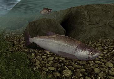 Reel Fishing III - PS2 Screen