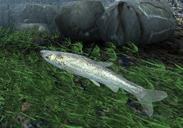 Reel Fishing III - PS2 Screen